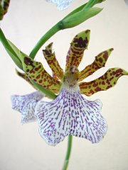 Nice orchid in Madagascar